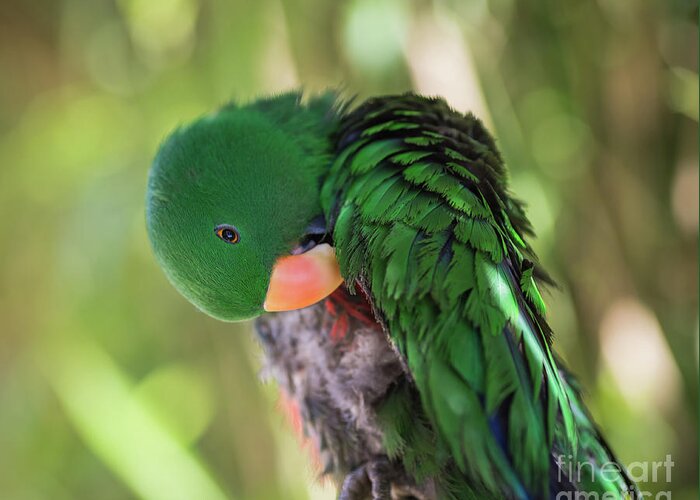 Eclectus Parrot Greeting Card featuring the photograph Grand Eclectus by Eva Lechner