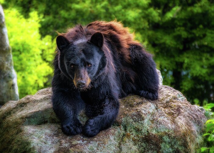 Black Bear Greeting Card featuring the photograph Grandfather Mountain black bear by Steve Hurt