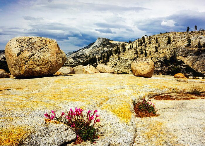Yosemite Greeting Card featuring the photograph Granite Flowers by Lawrence S Richardson Jr