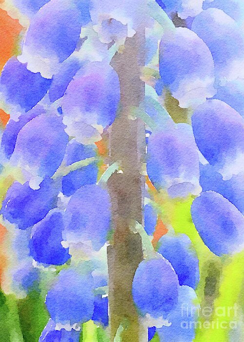 Spring Greeting Card featuring the photograph Grape Hyacinths 1 by Chris Scroggins