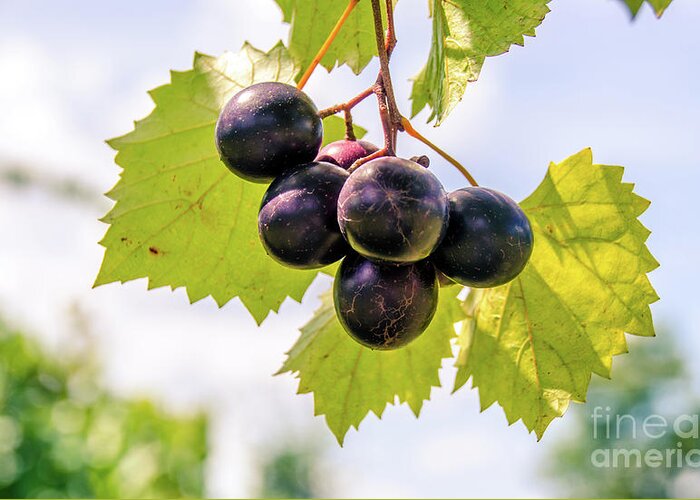 Vineyard Greeting Card featuring the photograph Grape Vine 6 by Andrea Anderegg