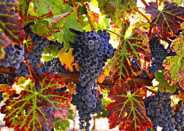 Grapes Greeting Card featuring the photograph Grapes on vine in vineyards by Garry Gay