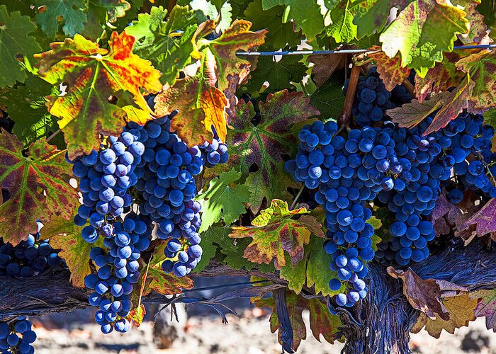 Grapes Greeting Card featuring the photograph Grapes ready for harvest by Garry Gay