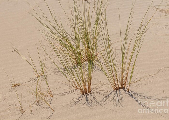 Dune Greeting Card featuring the photograph Grass 1 by Werner Padarin