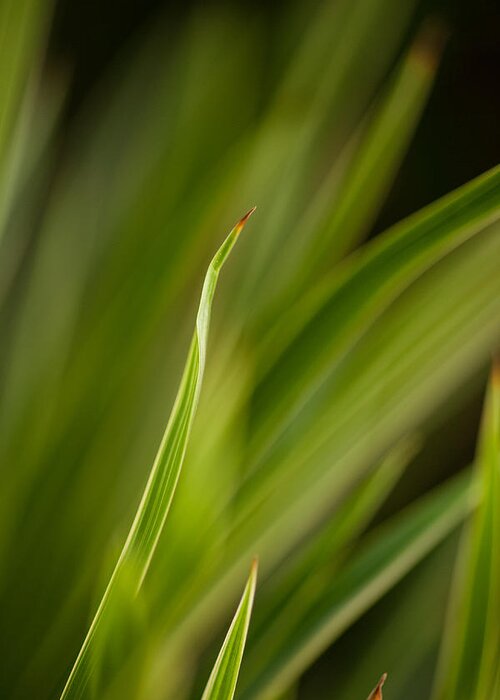 Grass Greeting Card featuring the photograph Grass Abstract 2 by Mike Reid