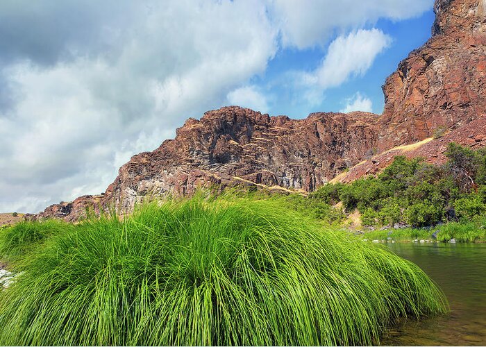 John Day Greeting Card featuring the photograph Grass along John Day River in Central Oregon by David Gn