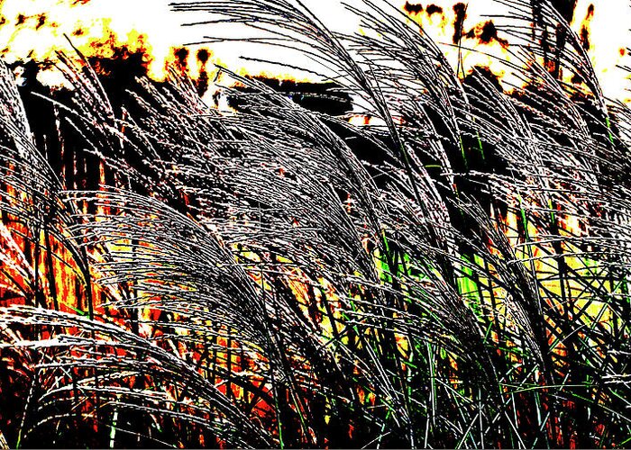 Ian Watts Greeting Card featuring the photograph Grasses blowing in the wind by Ian Watts