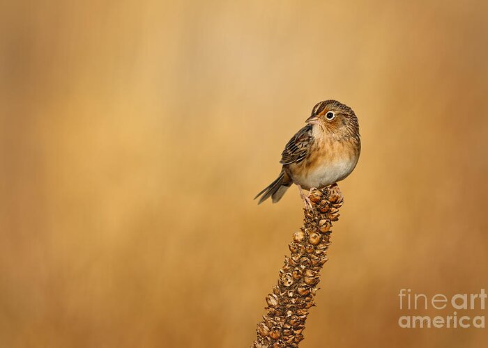 Grasshopper Sparrow Greeting Card featuring the photograph Grasshopper Sparrow - Fresh Fall by Beve Brown-Clark Photography