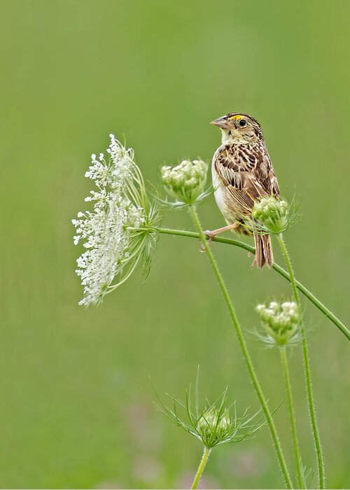 Grasshopper Sparrow Greeting Card featuring the photograph Grasshopper Sparrow by Jim Zablotny