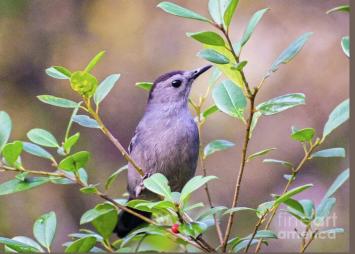 Nature Greeting Card featuring the photograph Gray Catbird Posing by DB Hayes
