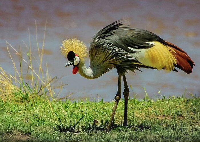 Africa Greeting Card featuring the photograph Gray Crowned Crane by Janis Knight