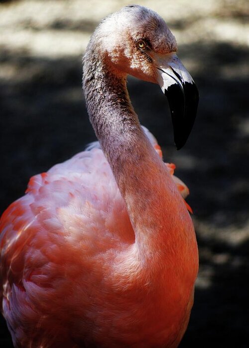 Flamingo Greeting Card featuring the photograph Gray Flamingo by Stoney Lawrentz