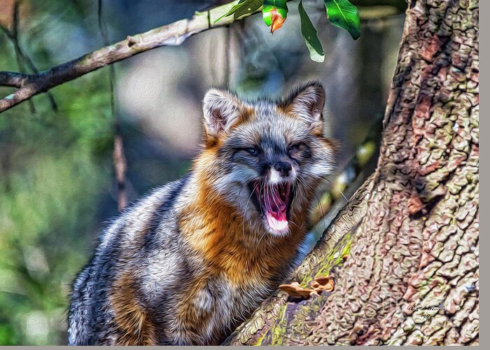 Nature Greeting Card featuring the digital art Gray Fox Awakens In The Tree by DB Hayes