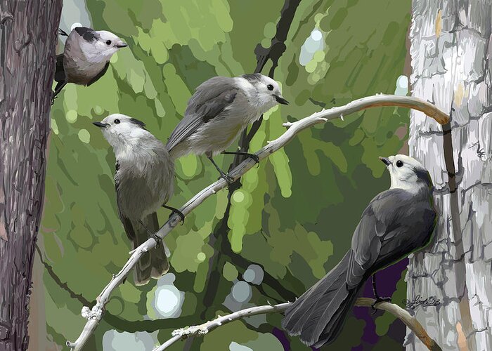 Perisoreus Canadensis Greeting Card featuring the digital art Gray Jays Group by Pam Little