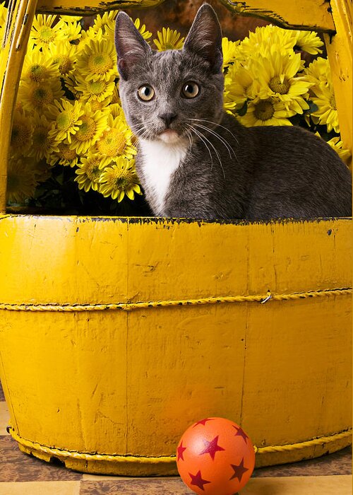 Kitten Greeting Card featuring the photograph Gray kitten in yellow bucket by Garry Gay