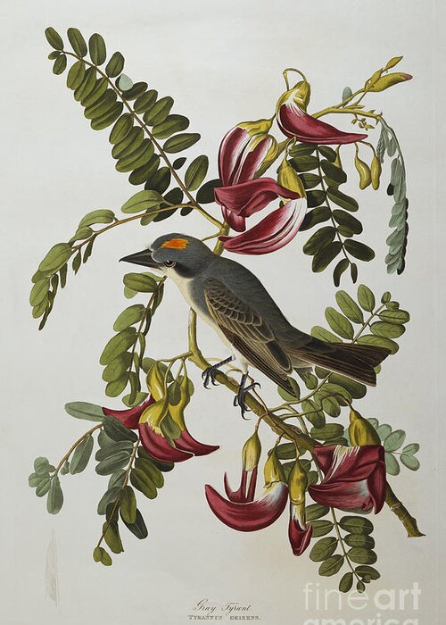 Gray Tyrant. Gray Kingbird Tyrannus Dominicensis From The Birds Of America By John James Audubon Greeting Card featuring the painting Gray Tyrant by John James Audubon