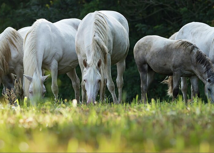Wild Horses Greeting Card featuring the photograph Graze by Holly Ross
