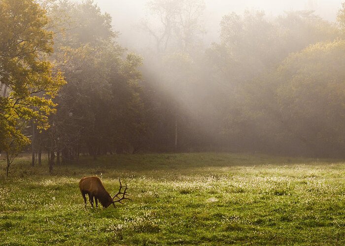 Bull Elk Greeting Card featuring the photograph Grazing Bull Elk at Sunrise by Michael Dougherty