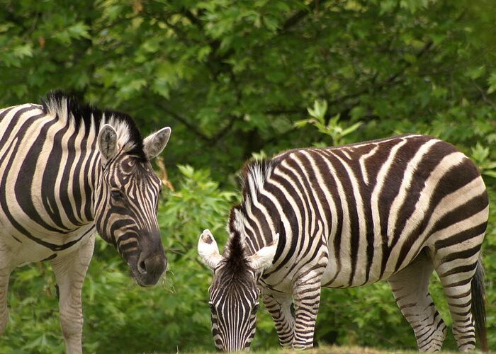 Animal Greeting Card featuring the photograph Grazing Zebras by Sonja Anderson