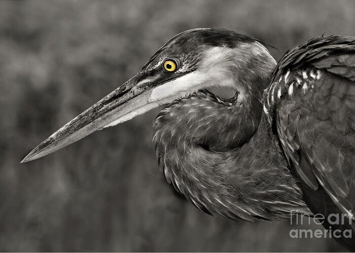 Selective Color Greeting Card featuring the photograph Great Blue by Art Cole
