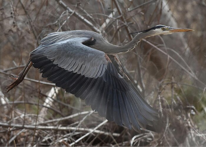 Heron Greeting Card featuring the photograph Great Blue Getaway by Ben Foster