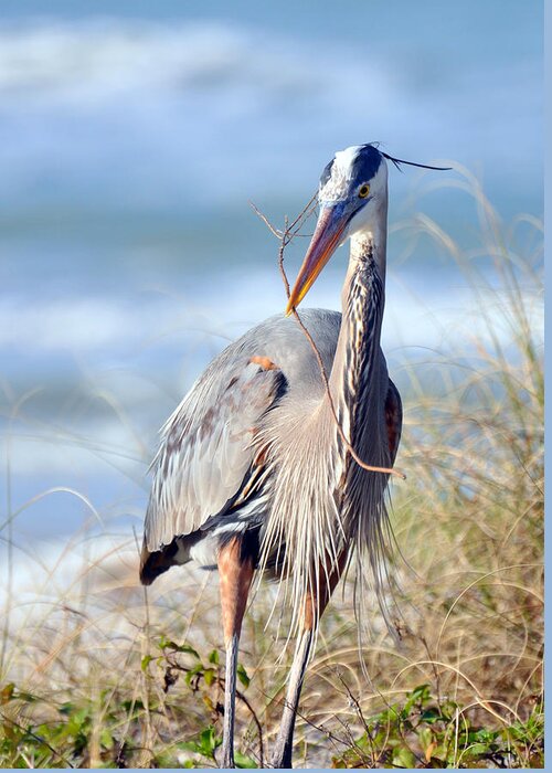 Great Blue Heron Greeting Card featuring the photograph Great Blue Heron - Nesting by Rose Hill