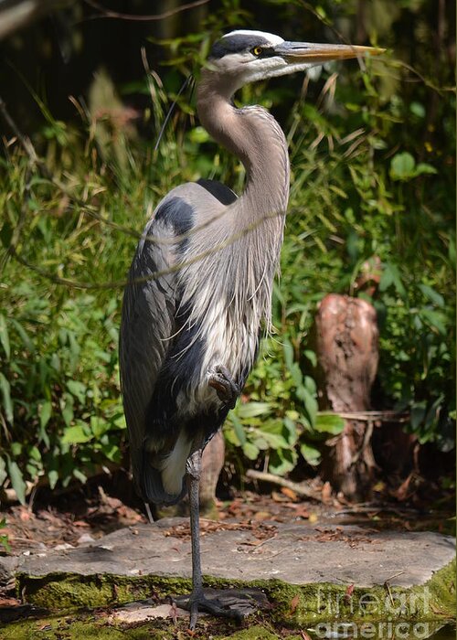 Great Blue Heron 16-02 Greeting Card featuring the photograph Great Blue Heron 16-02 by Maria Urso