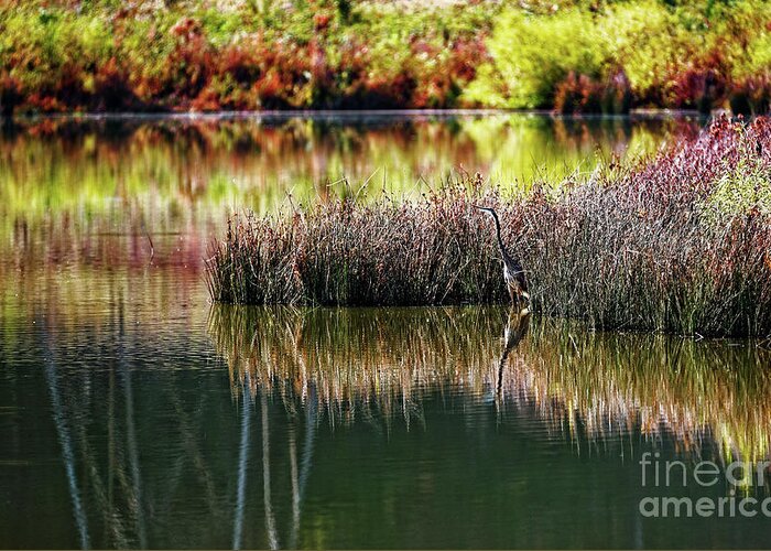 Great Blue Heron Greeting Card featuring the photograph Great Blue Heron 2 by Paul Mashburn