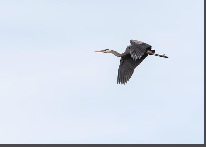 Great Blue Heron Greeting Card featuring the photograph Great Blue Heron 2017-1 by Thomas Young