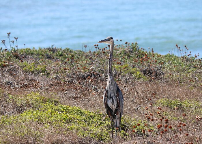 Great Blue Heron Greeting Card featuring the photograph Great Blue Heron - 9 by Christy Pooschke