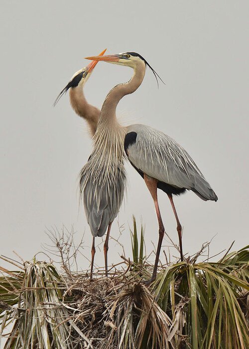 Bird Greeting Card featuring the photograph Great Blue Heron Affection by Alan Lenk