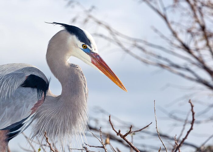 Heron Greeting Card featuring the photograph Great Blue Heron at Wakodahatchee Wetlands by Michelle Constantine