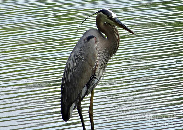 3 Star Greeting Card featuring the photograph Great Blue Heron at Wash. Crossing Park-021 by Christopher Plummer