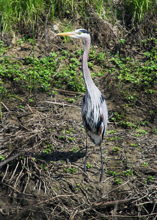 Great Blue Heron Greeting Card featuring the photograph Great Blue Heron by Frank Wilson