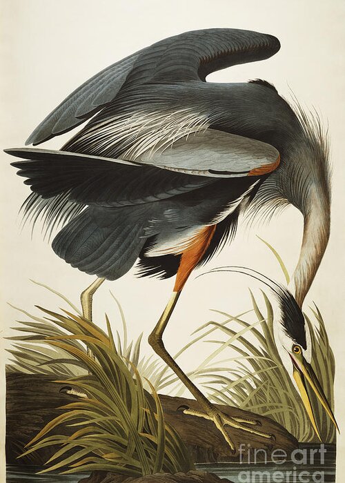 Great Blue Heron Greeting Card featuring the drawing Great Blue Heron by John James Audubon