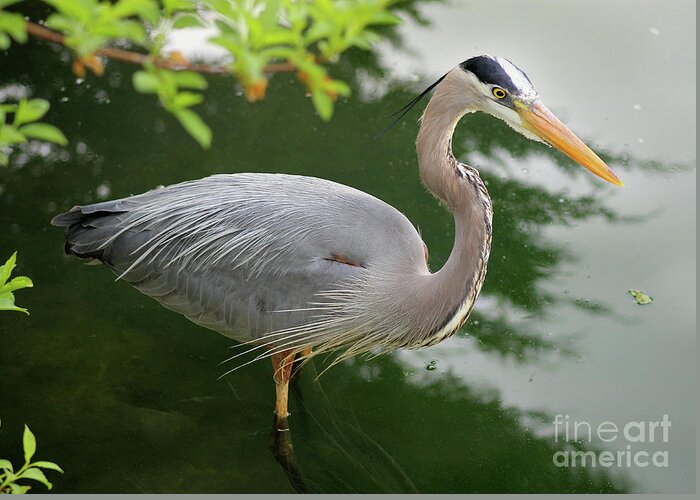 Animal Greeting Card featuring the photograph Great Blue Heron by Karen Adams