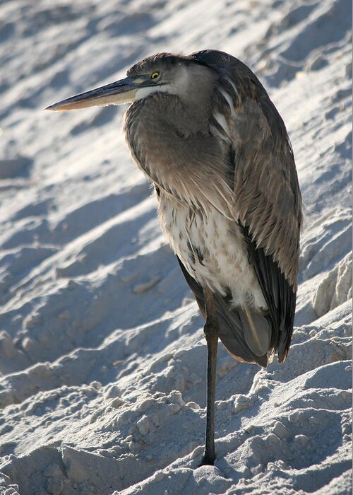 Florida Greeting Card featuring the photograph Great Blue Heron by Kathleen Scanlan