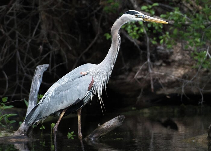 Wading Greeting Card featuring the photograph Great Blue Heron by Michael Hall