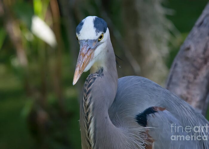 Great Blue Heron Greeting Card featuring the photograph Great Blue Heron No.3 by John Greco