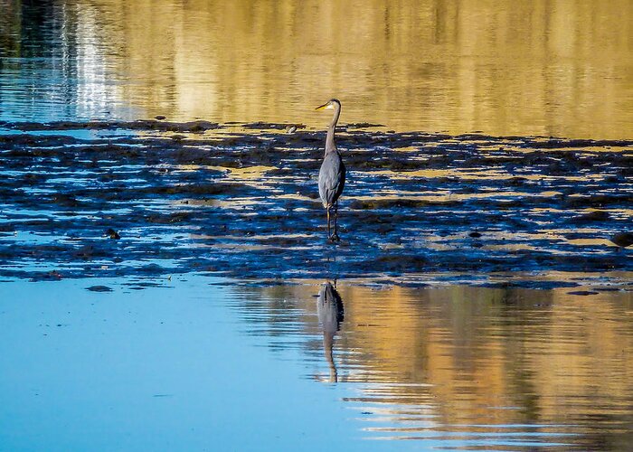 Great Blue Heron Greeting Card featuring the photograph Great Blue Heron by Pamela Newcomb