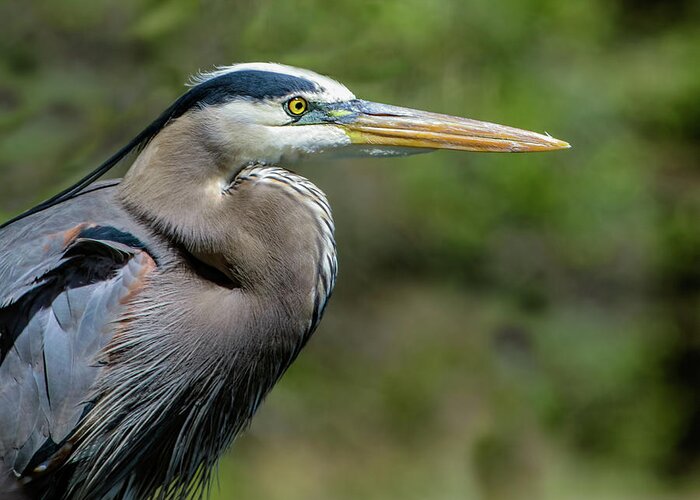 Ardea Herodias Greeting Card featuring the photograph Great Blue Heron Portrait by Dawn Key