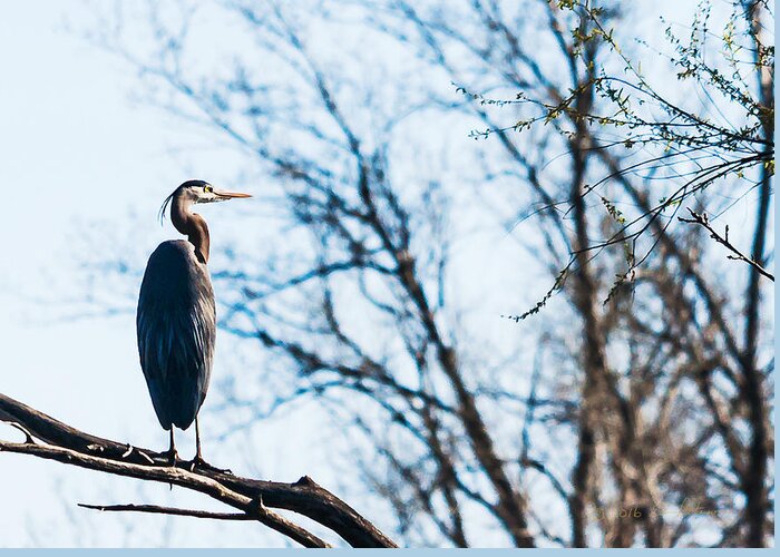 Great Blue Heron Greeting Card featuring the photograph Great Blue Heron Sitting In A Tree by Ed Peterson