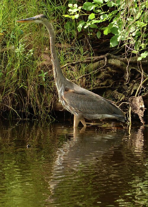 Nature Photography Greeting Card featuring the photograph Great Blue Heron Wading in a Pond by Artful Imagery