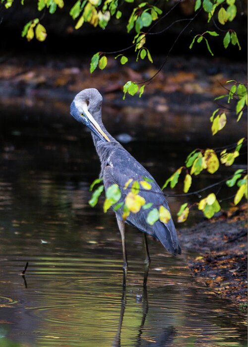 Great Blue Heron Greeting Card featuring the photograph Great Blue Heron with an itch by Darryl Hendricks