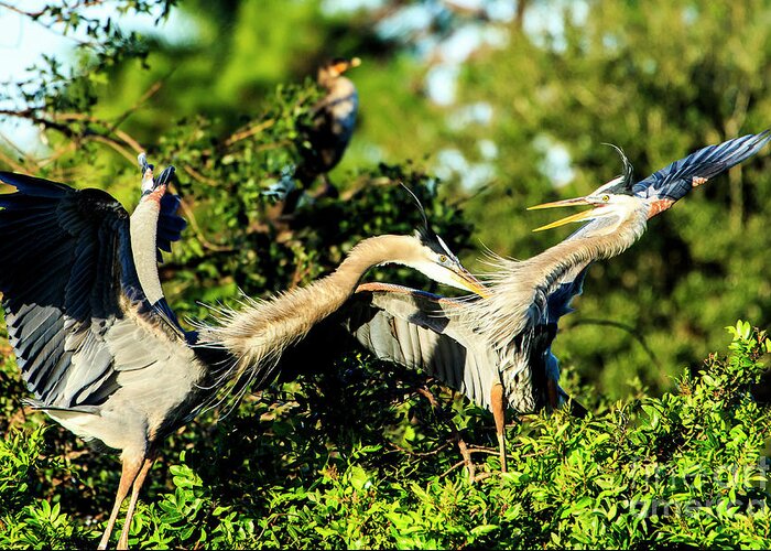 Great Blue Heron Greeting Card featuring the photograph Great Blue Herons in Battle by Ben Graham