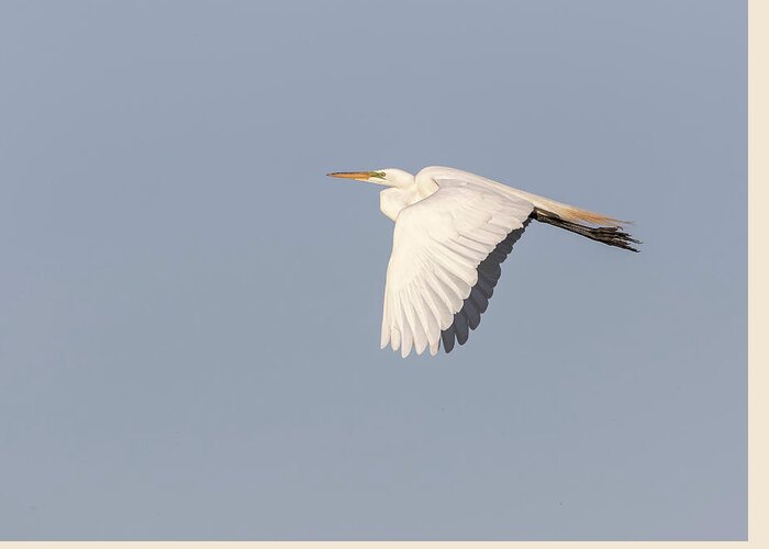 Great Egret Greeting Card featuring the photograph Great Egret 2017-1 by Thomas Young