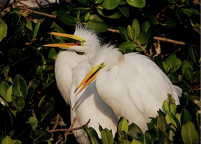 Bird Greeting Card featuring the photograph Great Egret Chicks by Richard Goldman