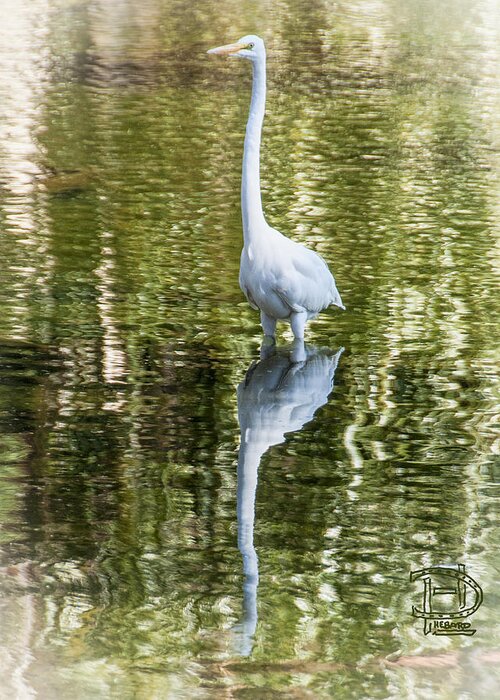 Great Egret Greeting Card featuring the photograph Great Egret by Daniel Hebard
