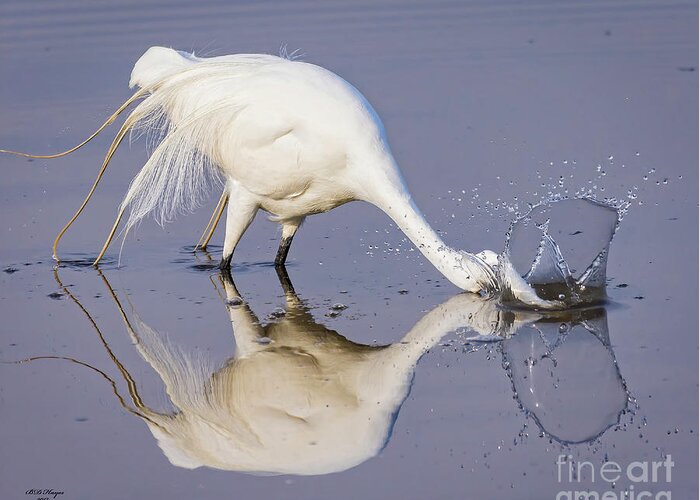 Egrets Greeting Card featuring the photograph Great Egret Dipping For Food by DB Hayes