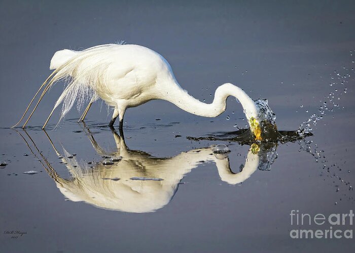 Egrets Greeting Card featuring the photograph Great Egret Diving For Lunch by DB Hayes